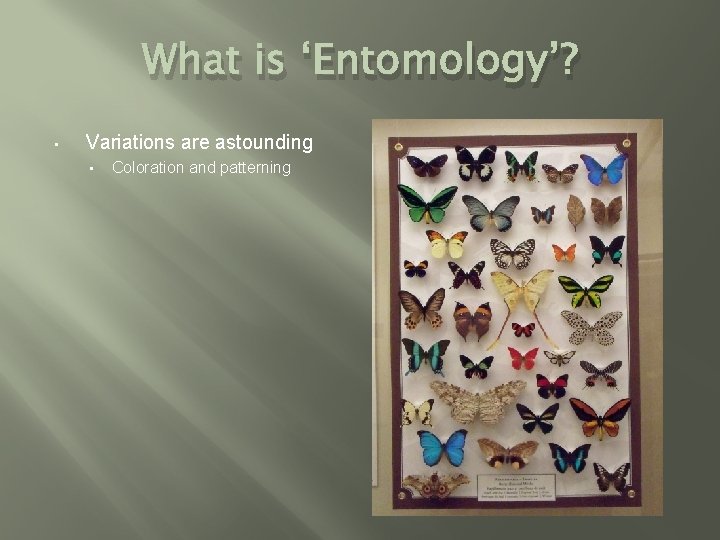 What is ‘Entomology’? • Variations are astounding • Coloration and patterning 