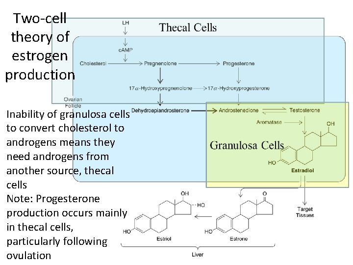 Two-cell theory of estrogen production Inability of granulosa cells to convert cholesterol to androgens