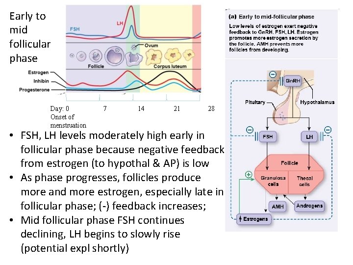 Early to mid follicular phase Day: 0 Onset of menstruation 7 14 21 28