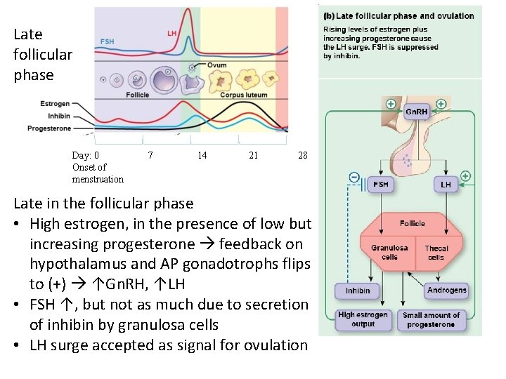 Late follicular phase Day: 0 Onset of menstruation 7 14 21 28 Late in