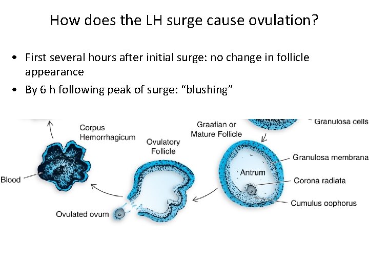How does the LH surge cause ovulation? • First several hours after initial surge: