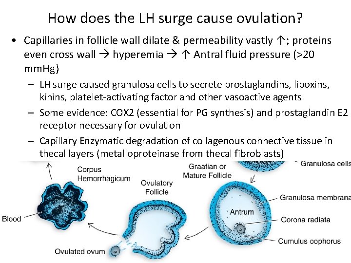 How does the LH surge cause ovulation? • Capillaries in follicle wall dilate &