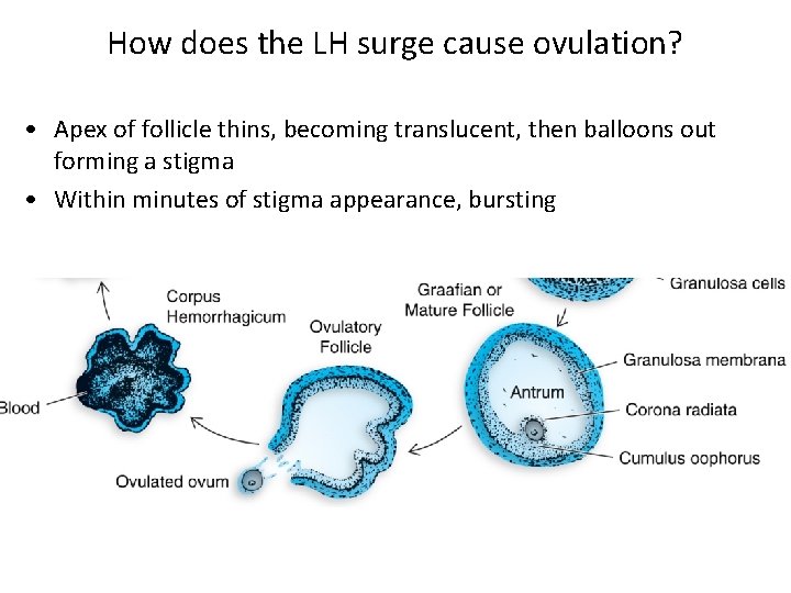 How does the LH surge cause ovulation? • Apex of follicle thins, becoming translucent,