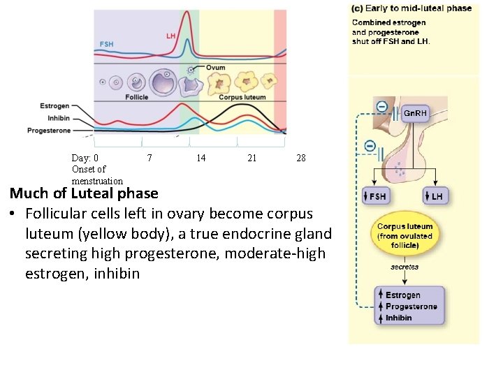 Day: 0 Onset of menstruation 7 14 21 28 Much of Luteal phase •