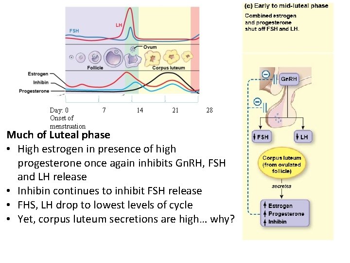 Day: 0 Onset of menstruation 7 14 21 28 Much of Luteal phase •