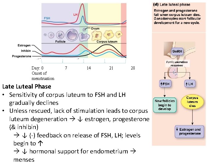 Day: 0 Onset of menstruation 7 14 21 28 Late Luteal Phase • Sensitivity