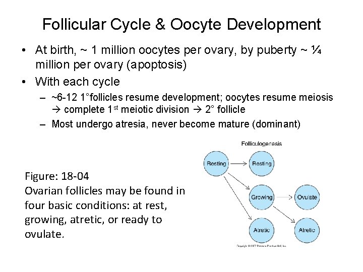 Follicular Cycle & Oocyte Development • At birth, ~ 1 million oocytes per ovary,