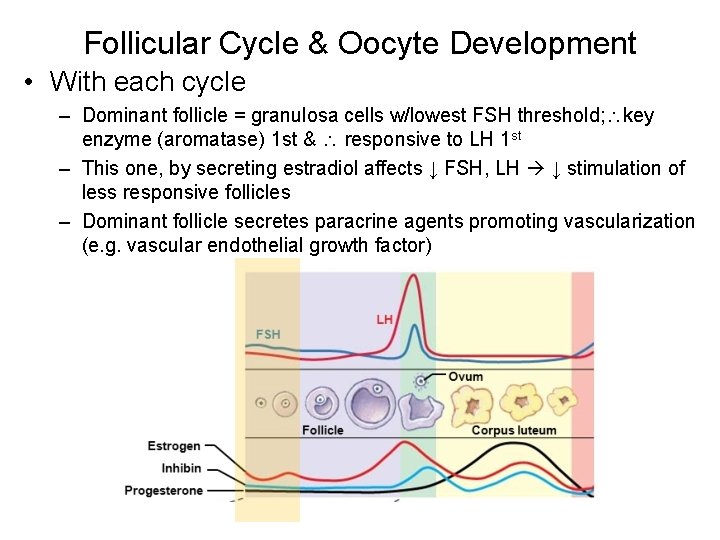 Follicular Cycle & Oocyte Development • With each cycle – Dominant follicle = granulosa