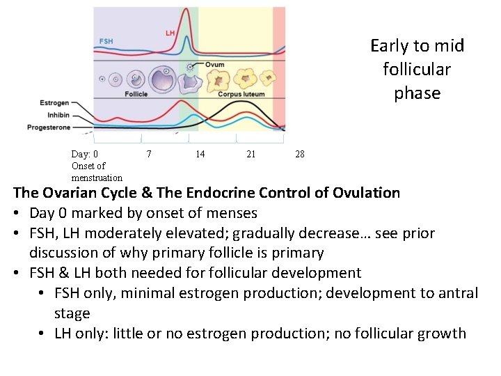 Early to mid follicular phase Day: 0 Onset of menstruation 7 14 21 28