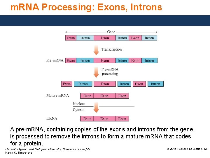 m. RNA Processing: Exons, Introns A pre-m. RNA, containing copies of the exons and