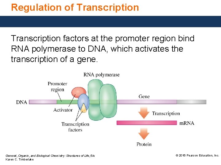 Regulation of Transcription factors at the promoter region bind RNA polymerase to DNA, which