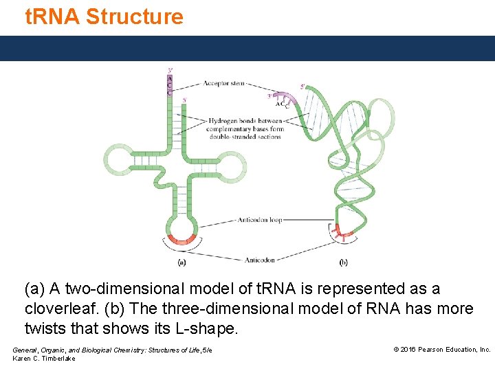 t. RNA Structure (a) A two-dimensional model of t. RNA is represented as a