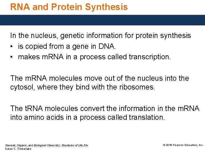RNA and Protein Synthesis In the nucleus, genetic information for protein synthesis • is