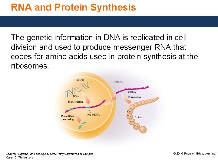 RNA and Protein Synthesis The genetic information in DNA is replicated in cell division