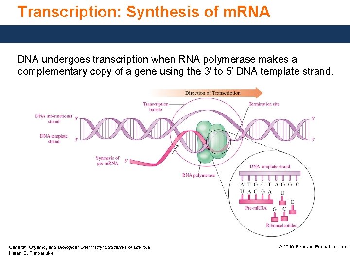 Transcription: Synthesis of m. RNA DNA undergoes transcription when RNA polymerase makes a complementary