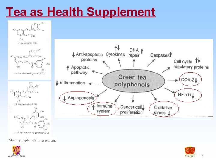 Tea as Health Supplement 7 