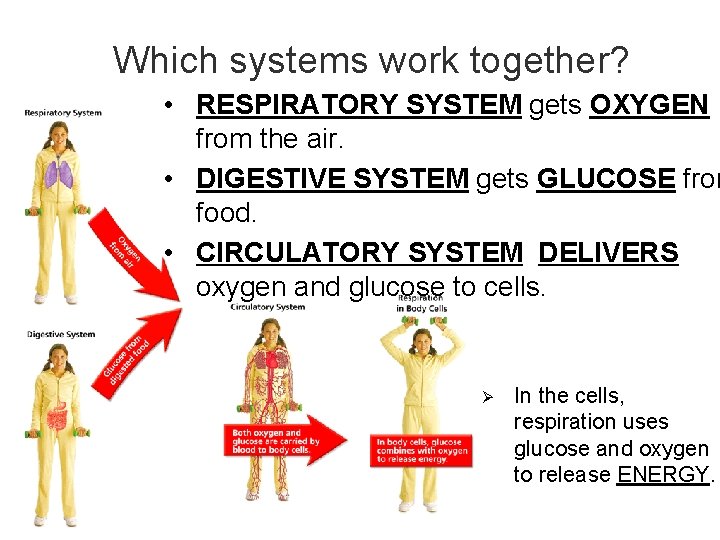 - Breathe in and out… Which systems work together? • RESPIRATORY SYSTEM gets OXYGEN