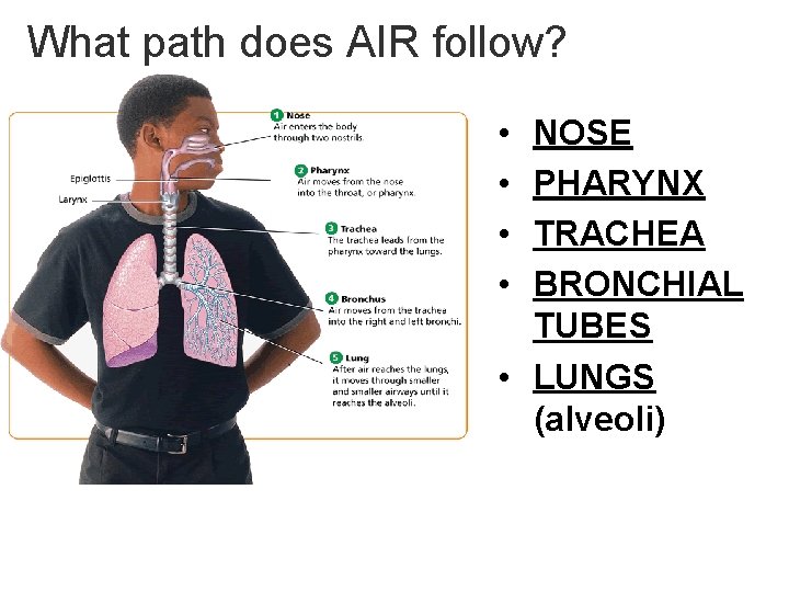 - Breathe in and out… What path does AIR follow? • • NOSE PHARYNX