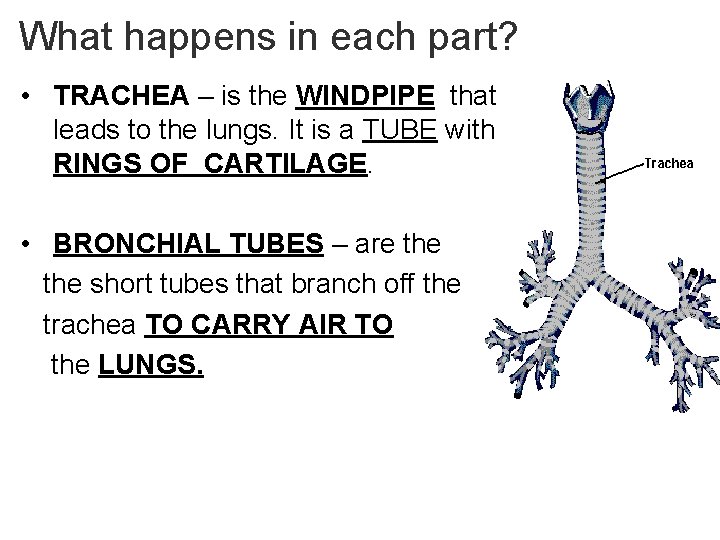 - Breathe in and out… What happens in each part? • TRACHEA – is