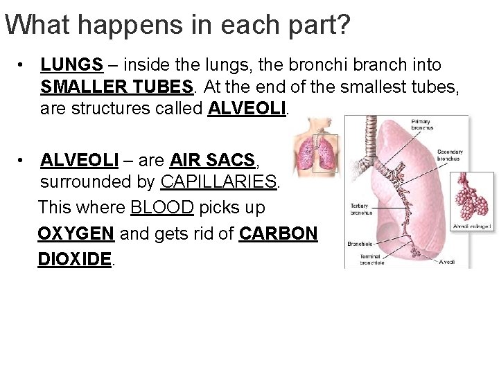 - Breathe in and out… What happens in each part? • LUNGS – inside