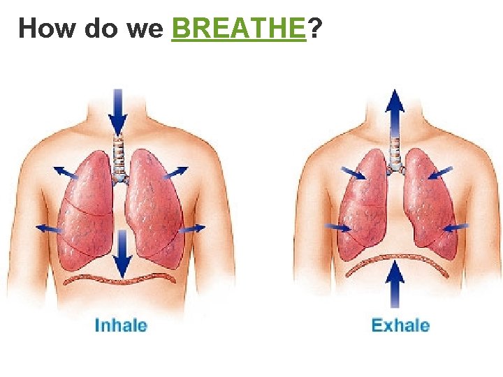 How do we BREATHE? 