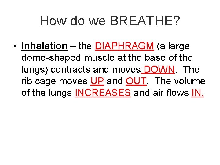 How do we BREATHE? • Inhalation – the DIAPHRAGM (a large dome-shaped muscle at