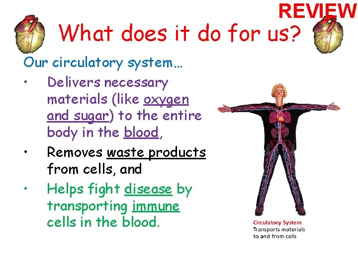 REVIEW What does it do for us? Our circulatory system… • Delivers necessary materials