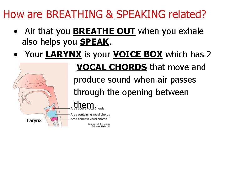 How are BREATHING & SPEAKING related? • Air that you BREATHE OUT when you