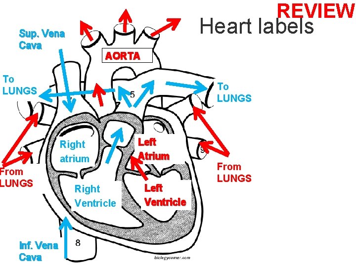 REVIEW Heart labels Sup. Vena Cava AORTA To LUNGS Right atrium From LUNGS Inf.