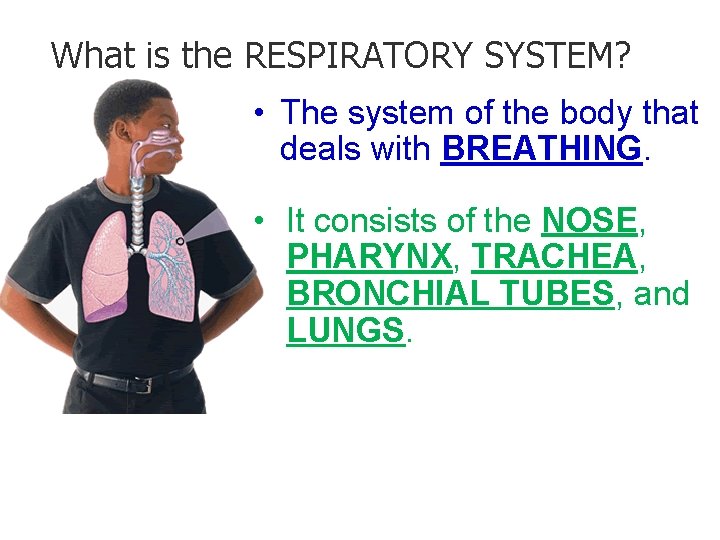 - Breathe in and out… What is the RESPIRATORY SYSTEM? • The system of