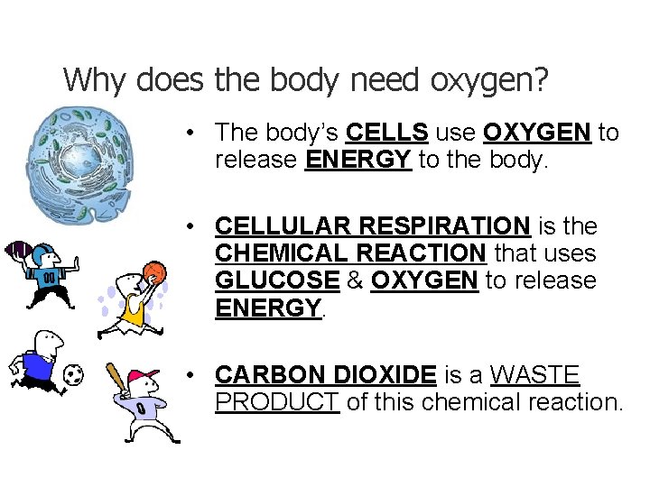 - Breathe in and out… Why does the body need oxygen? • The body’s