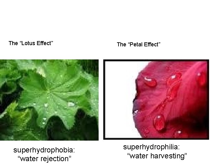 The “Lotus Effect” superhydrophobia: “water rejection” The “Petal Effect” superhydrophilia: “water harvesting” 
