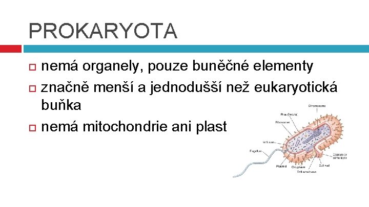PROKARYOTA nemá organely, pouze buněčné elementy značně menší a jednodušší než eukaryotická buňka nemá