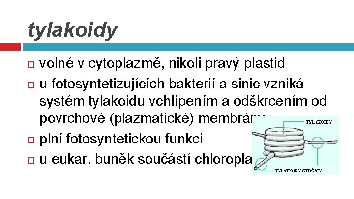 tylakoidy volné v cytoplazmě, nikoli pravý plastid u fotosyntetizujících bakterií a sinic vzniká systém