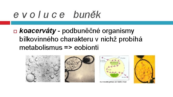 e v o l u c e buněk koacerváty - podbuněčné organismy bílkovinného charakteru