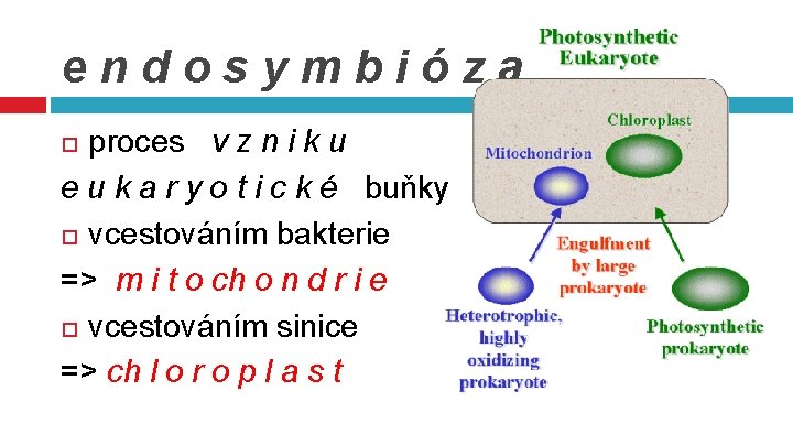 endosymbióza proces v z n i k u e u k a r y