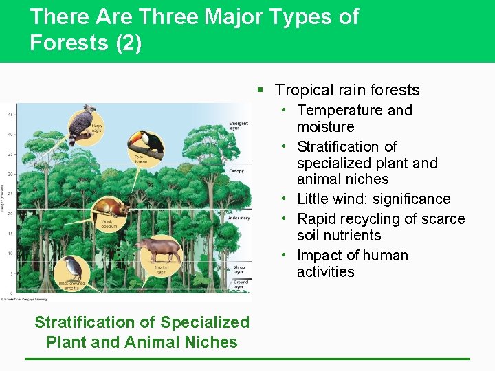 There Are Three Major Types of Forests (2) § Tropical rain forests • Temperature
