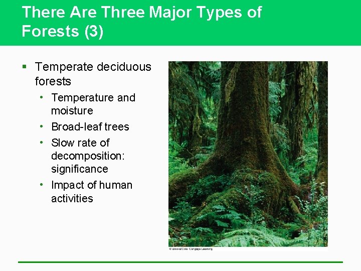 There Are Three Major Types of Forests (3) § Temperate deciduous forests • Temperature