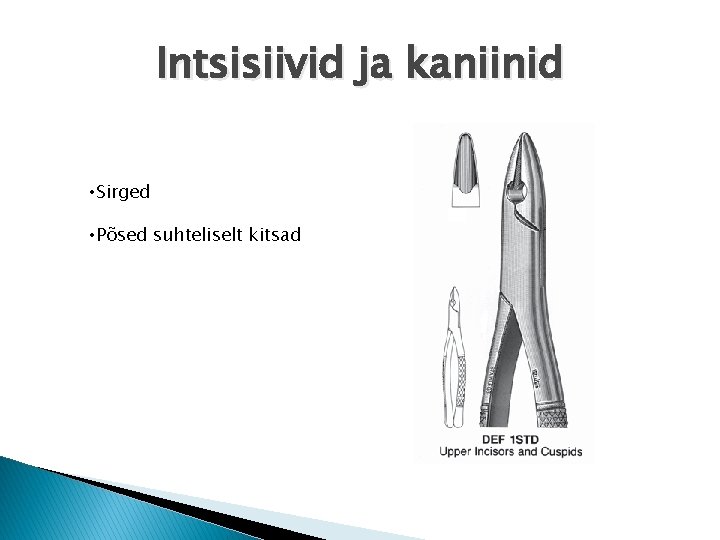 Intsisiivid ja kaniinid • Sirged • Põsed suhteliselt kitsad 