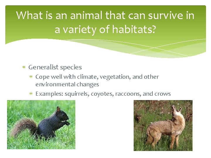 What is an animal that can survive in a variety of habitats? Generalist species