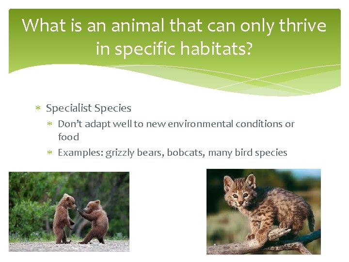 What is an animal that can only thrive in specific habitats? Specialist Species Don’t