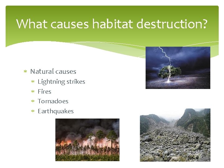 What causes habitat destruction? Natural causes Lightning strikes Fires Tornadoes Earthquakes 