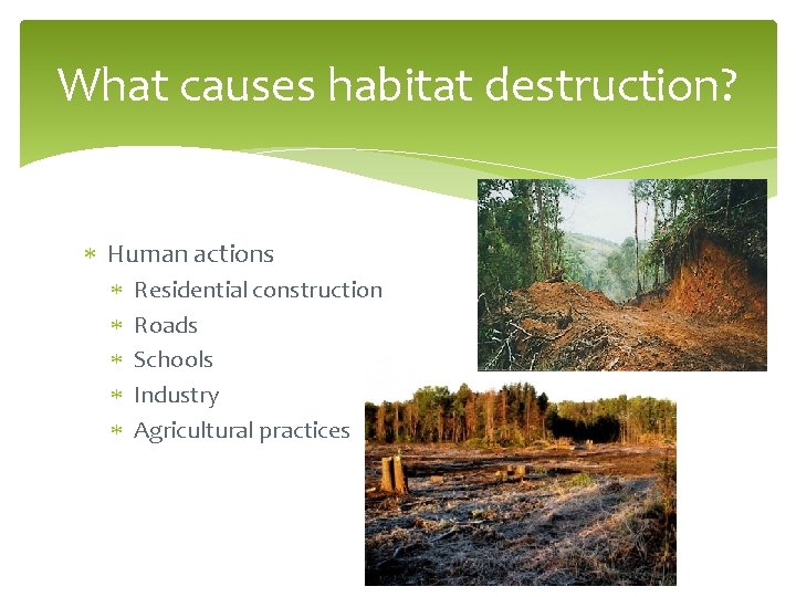 What causes habitat destruction? Human actions Residential construction Roads Schools Industry Agricultural practices 