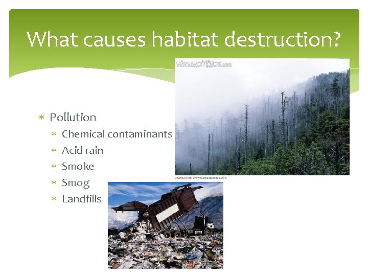 What causes habitat destruction? Pollution Chemical contaminants Acid rain Smoke Smog Landfills 