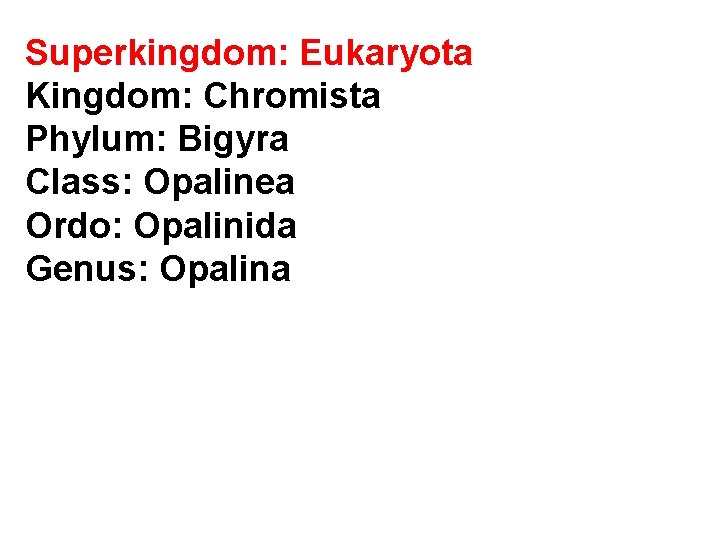Superkingdom: Eukaryota Kingdom: Chromista Phylum: Bigyra Class: Opalinea Ordo: Opalinida Genus: Opalina 