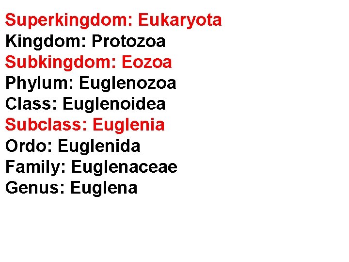 Superkingdom: Eukaryota Kingdom: Protozoa Subkingdom: Eozoa Phylum: Euglenozoa Class: Euglenoidea Subclass: Euglenia Ordo: Euglenida