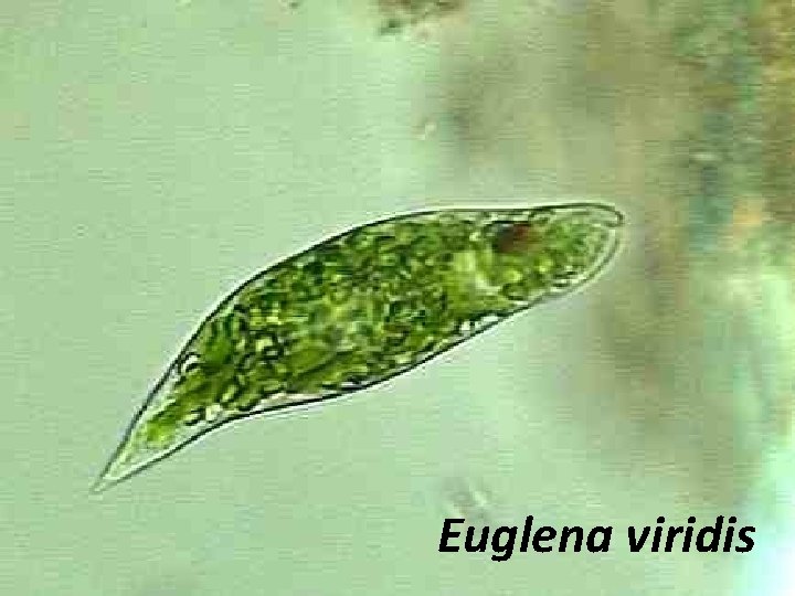 Euglena viridis 