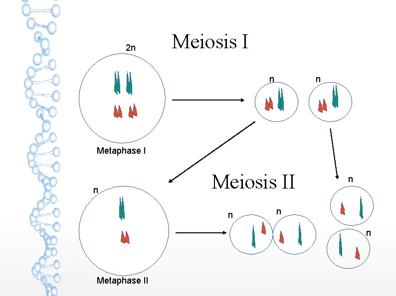 2 n Meiosis I n n Metaphase I n Meiosis II n n Metaphase