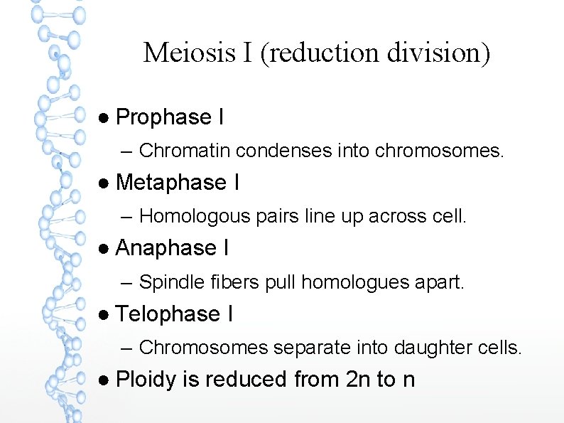 Meiosis I (reduction division) ● Prophase I – Chromatin condenses into chromosomes. ● Metaphase