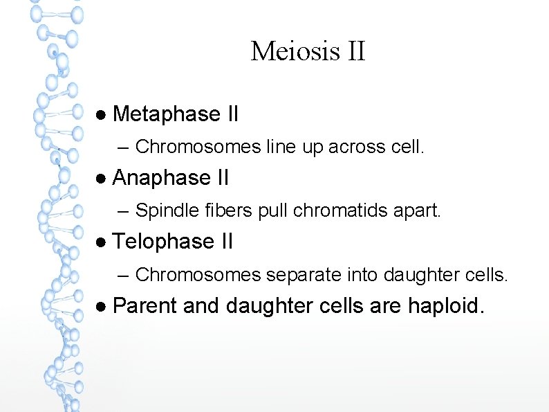 Meiosis II ● Metaphase II – Chromosomes line up across cell. ● Anaphase II